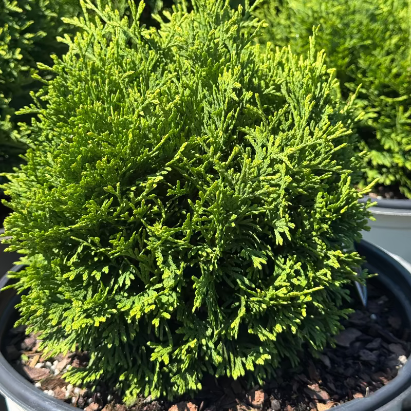 Thuja &