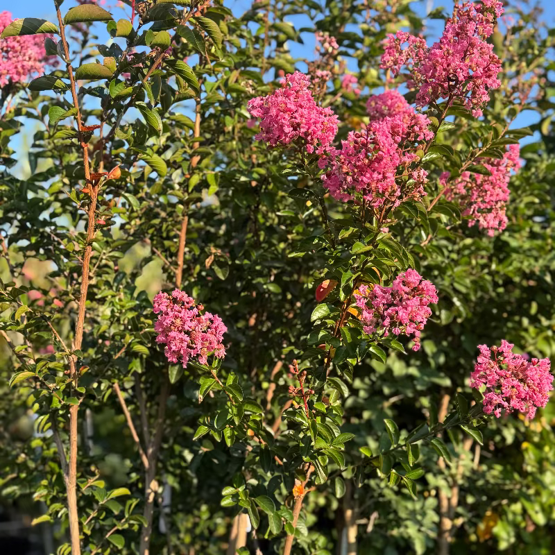Crape Myrtle ‘Tuscarora’ 