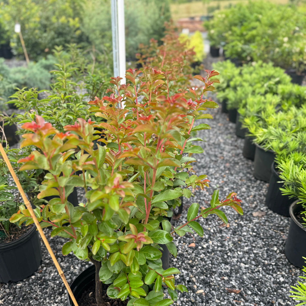 Twilight Crape Myrtle