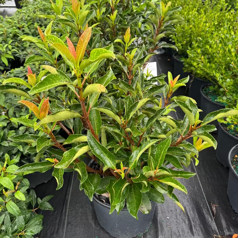 Viburnum &
