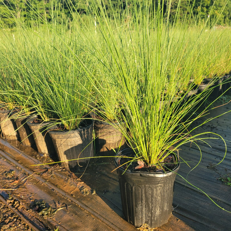White Cloud Muhly Grass 
