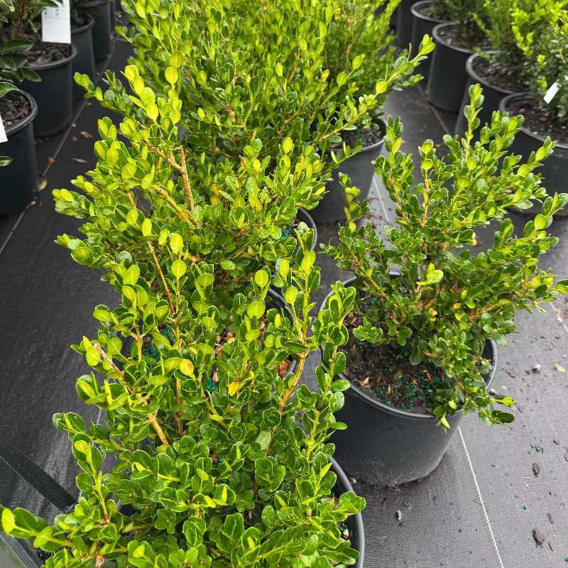 Boxwood &