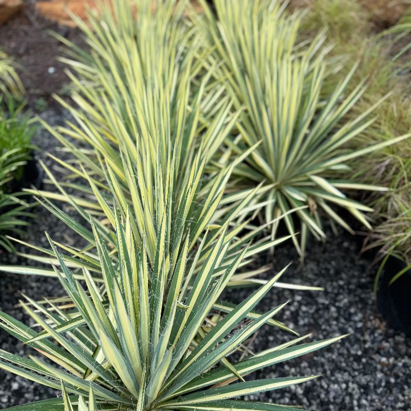Yucca ‘Color Guard’ 