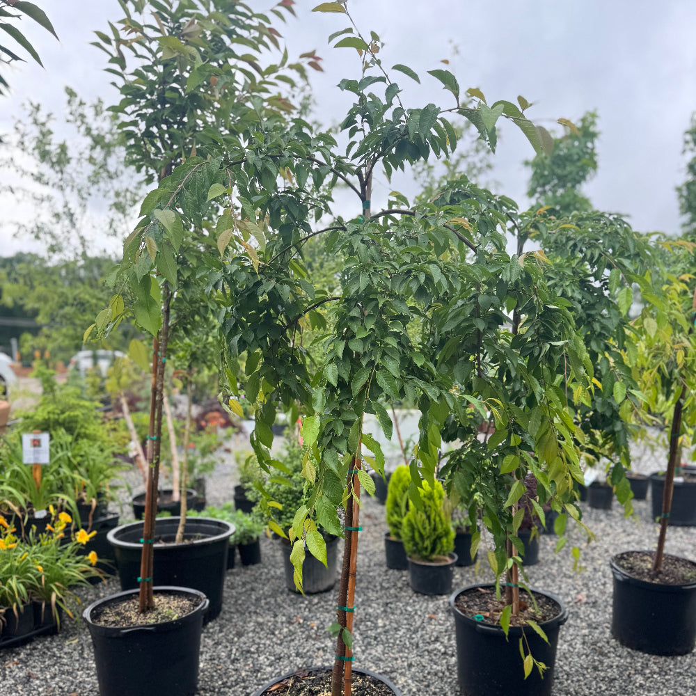 Yoshino Weeping Cherry (White)