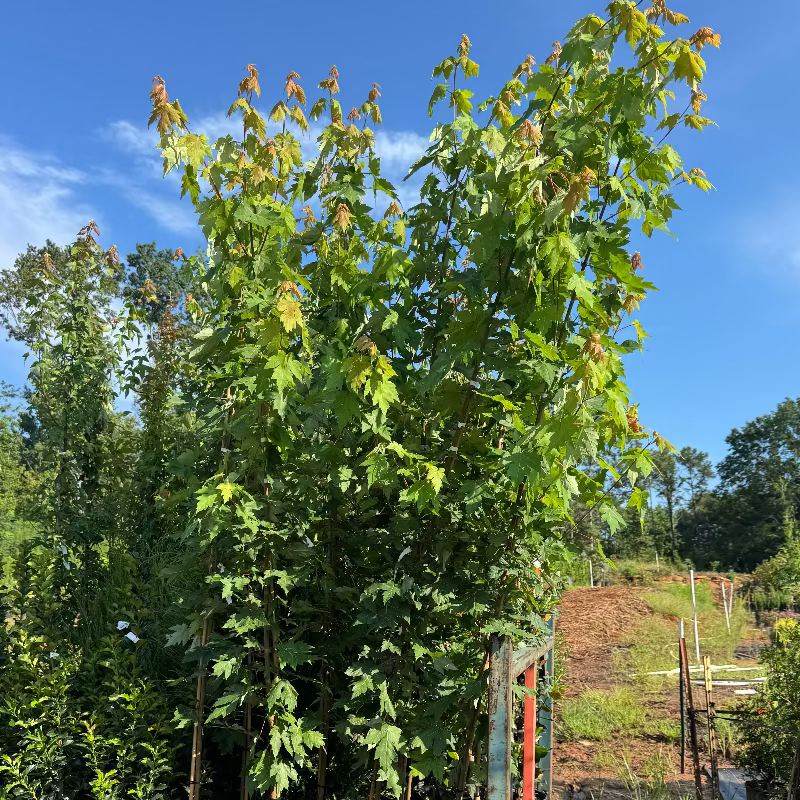 Autumn Blaze Maple 