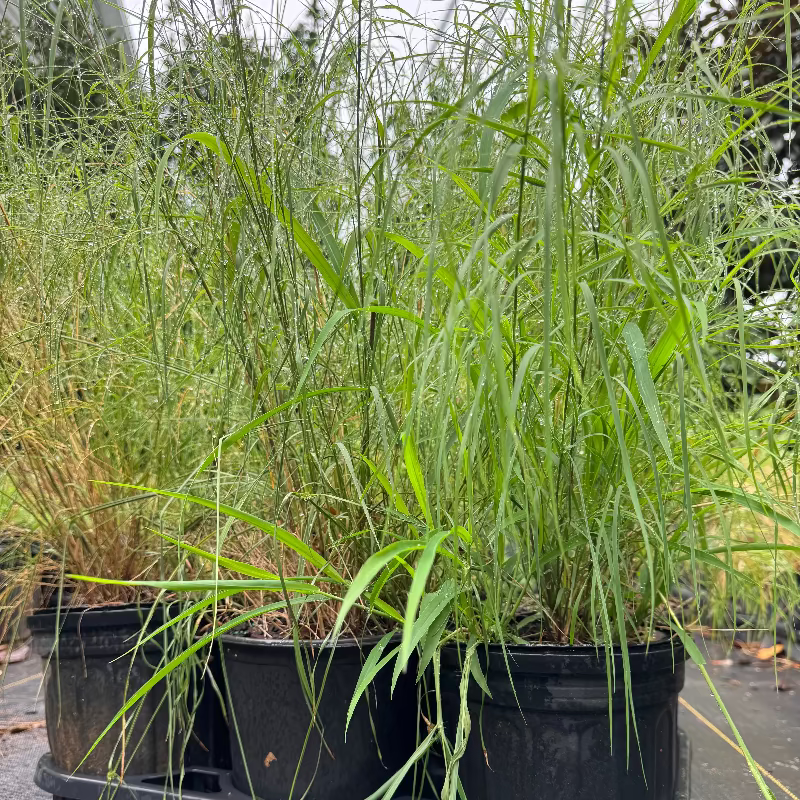 Bamboo Muhly Grass 