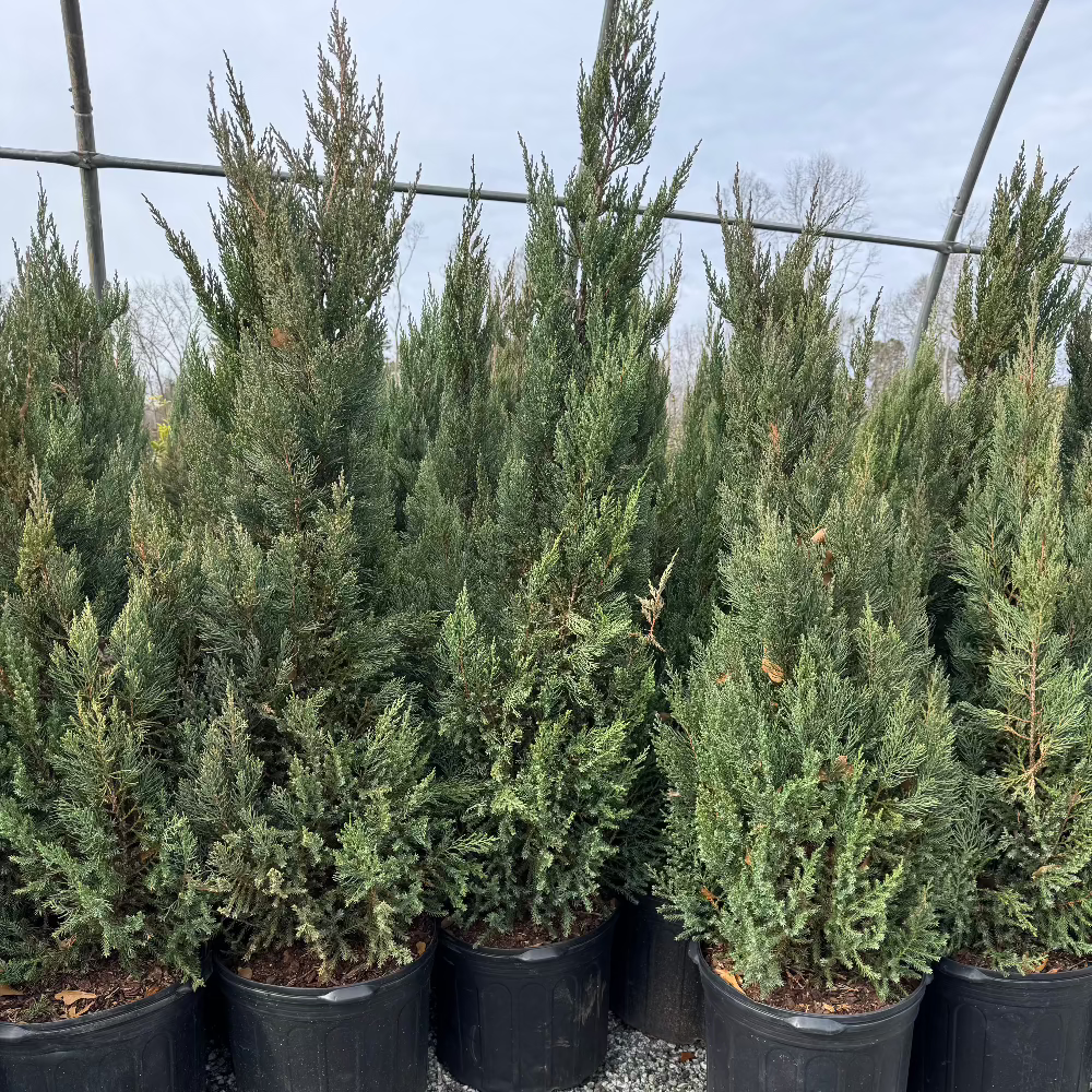Blue Point Junipers