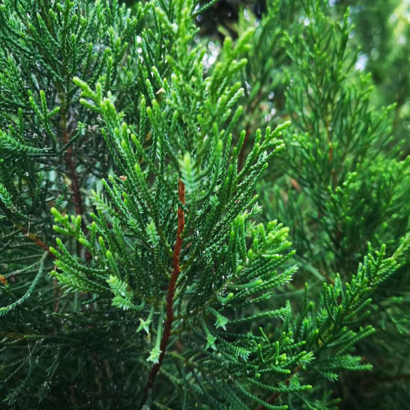 Brodie Juniper