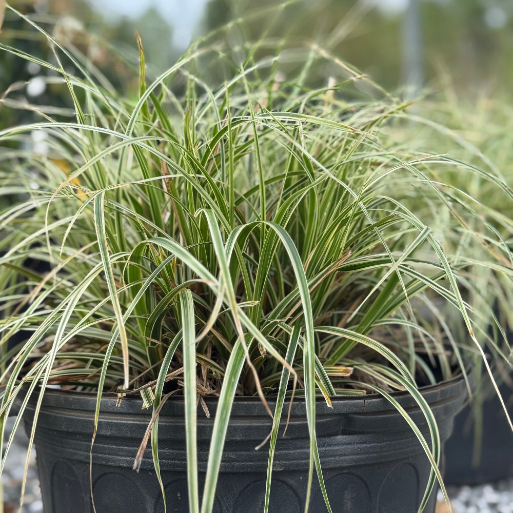 Carex Feather Falls