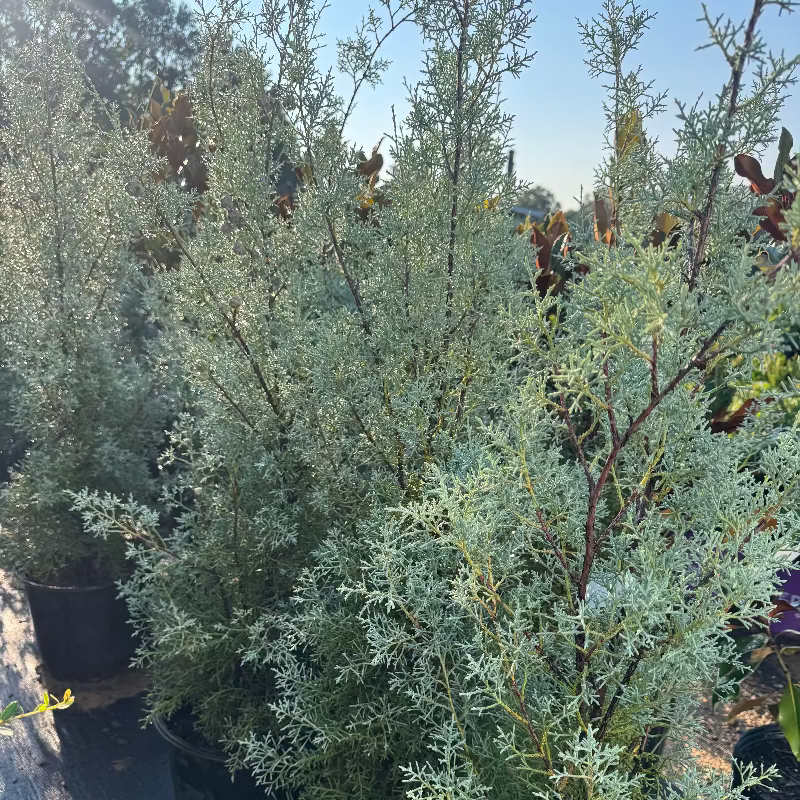 Carolina Sapphire Cypress  