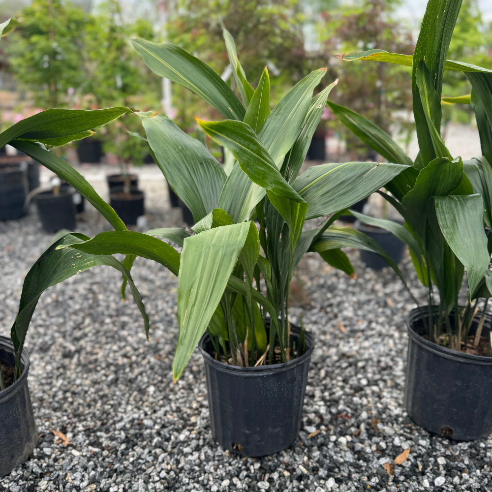 Cast Iron Plant