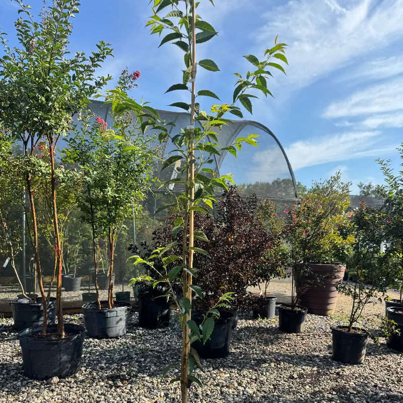 Prunus &