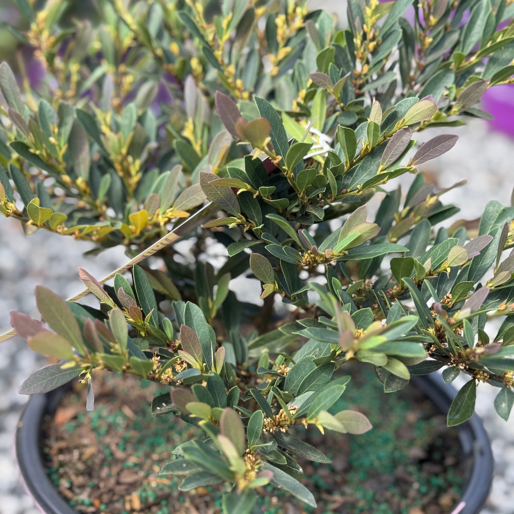 Cinnamon Girl Distylium