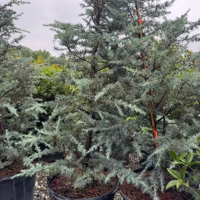 Cedar &