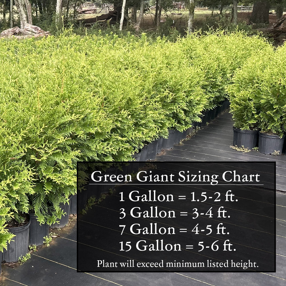 Green Giant Arborvitae