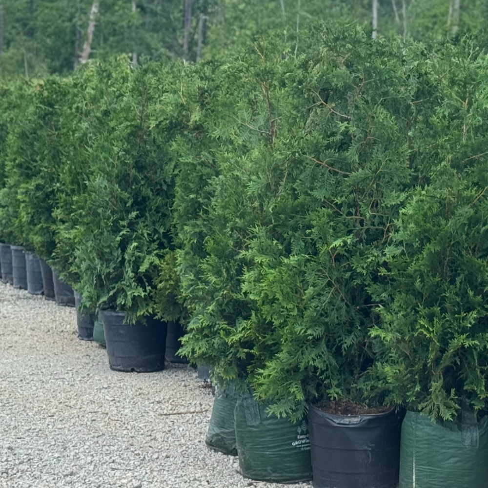 Green Giant Arborvitae 