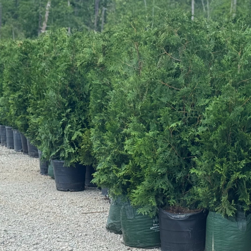 col privacy trees screening plants