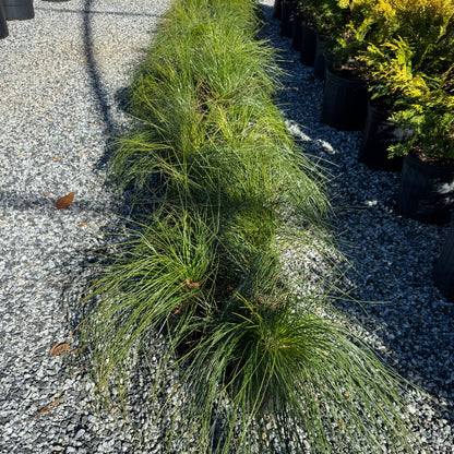 Longleaf Pine
