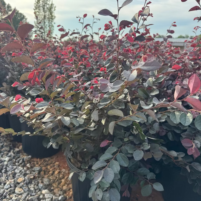 Loropetalum &