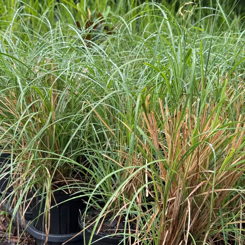Miscanthus Adagio 
