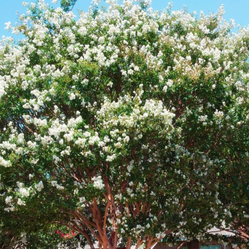 Natchez Crape Myrtle