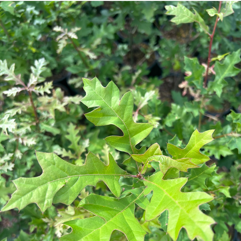 Nuttall Oak