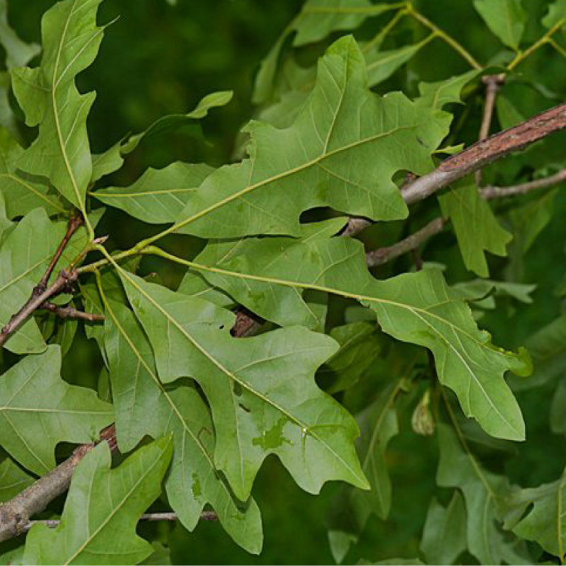 Overcup Oak