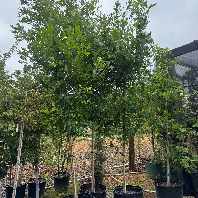 Overcup Oak 