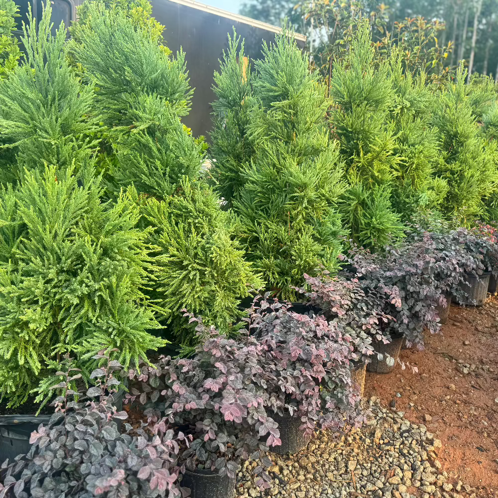 Radican Cryptomeria Japanese Cedar