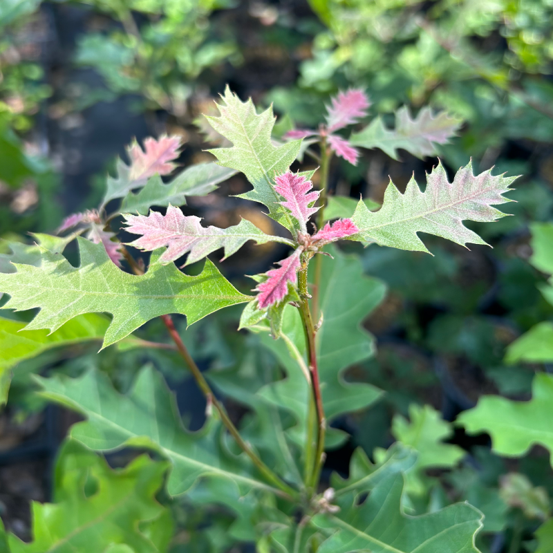 Shumard Oak