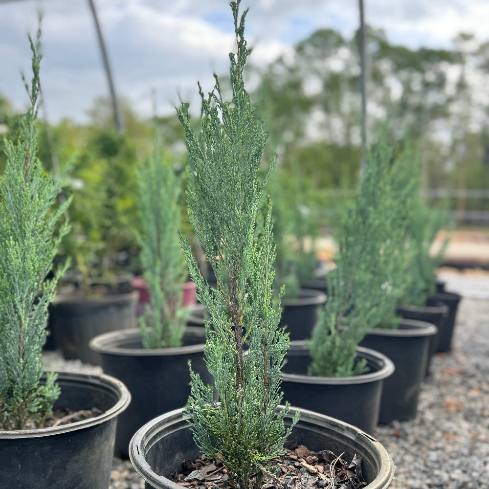 Juniper ‘Sky Rocket 