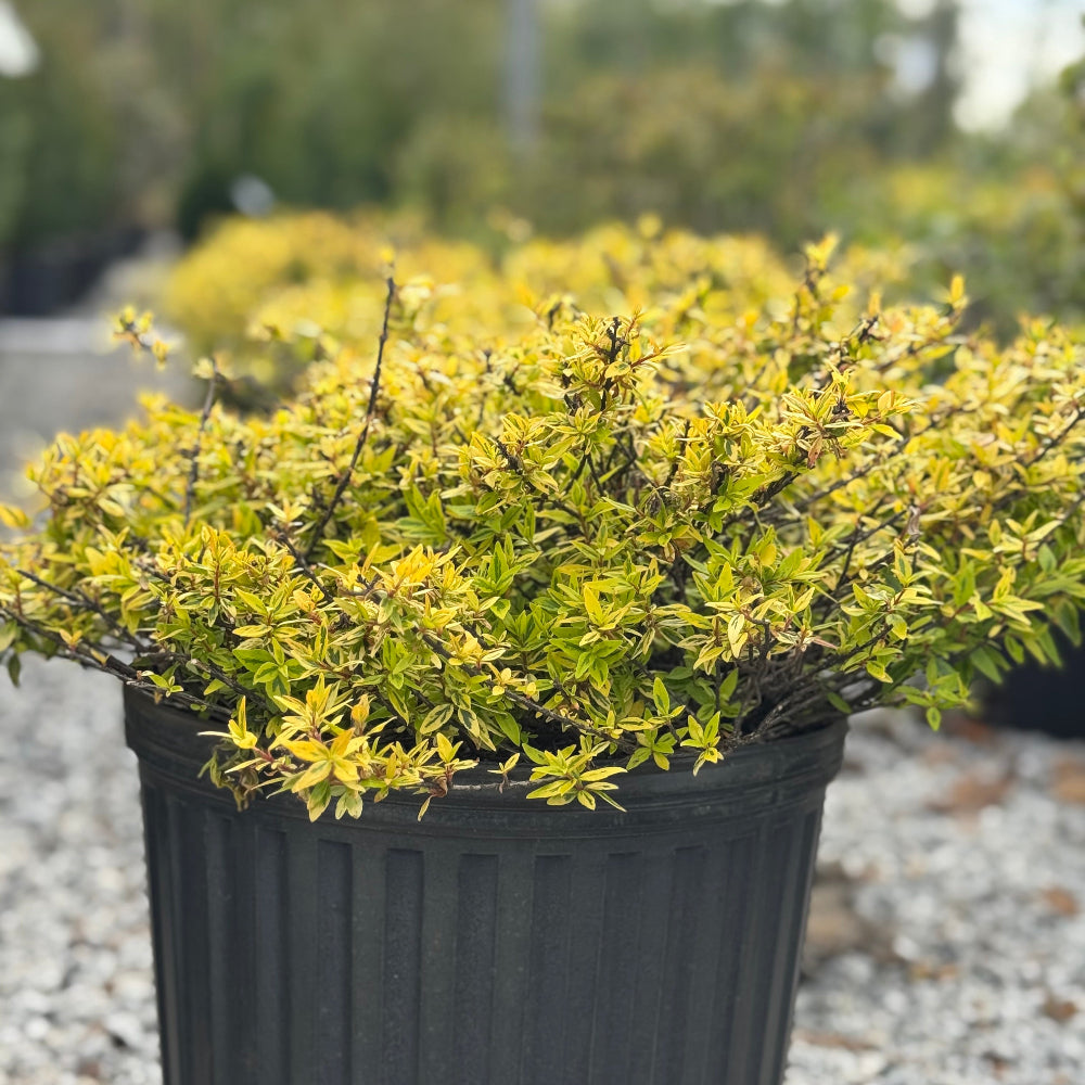 Suntastic Peach Abelia