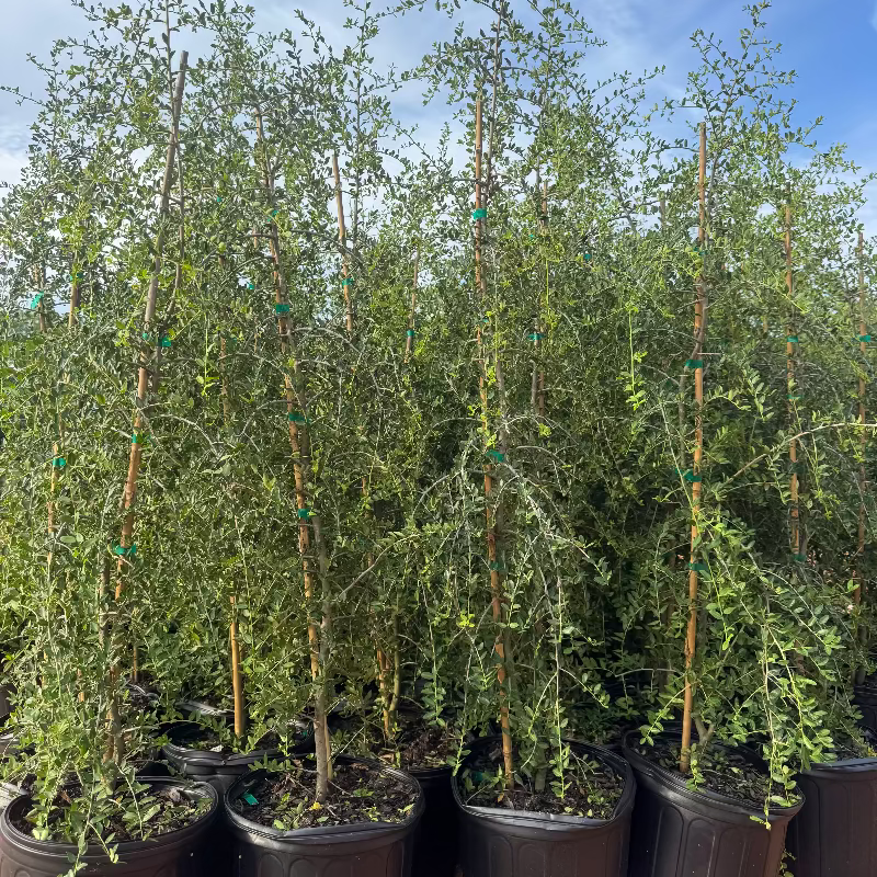 Ilex Weeping Yaupon Holly 