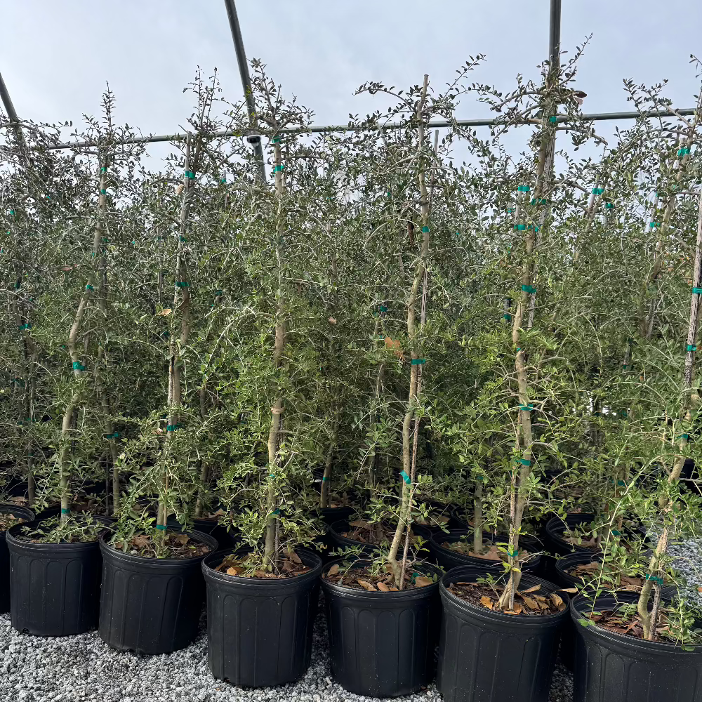 Weeping Yaupon Holly